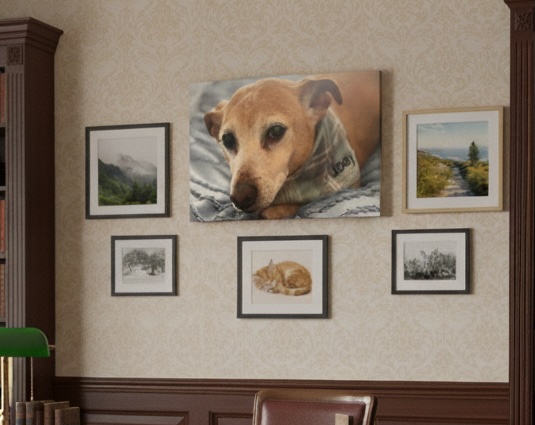 Canvas print of a dog photo